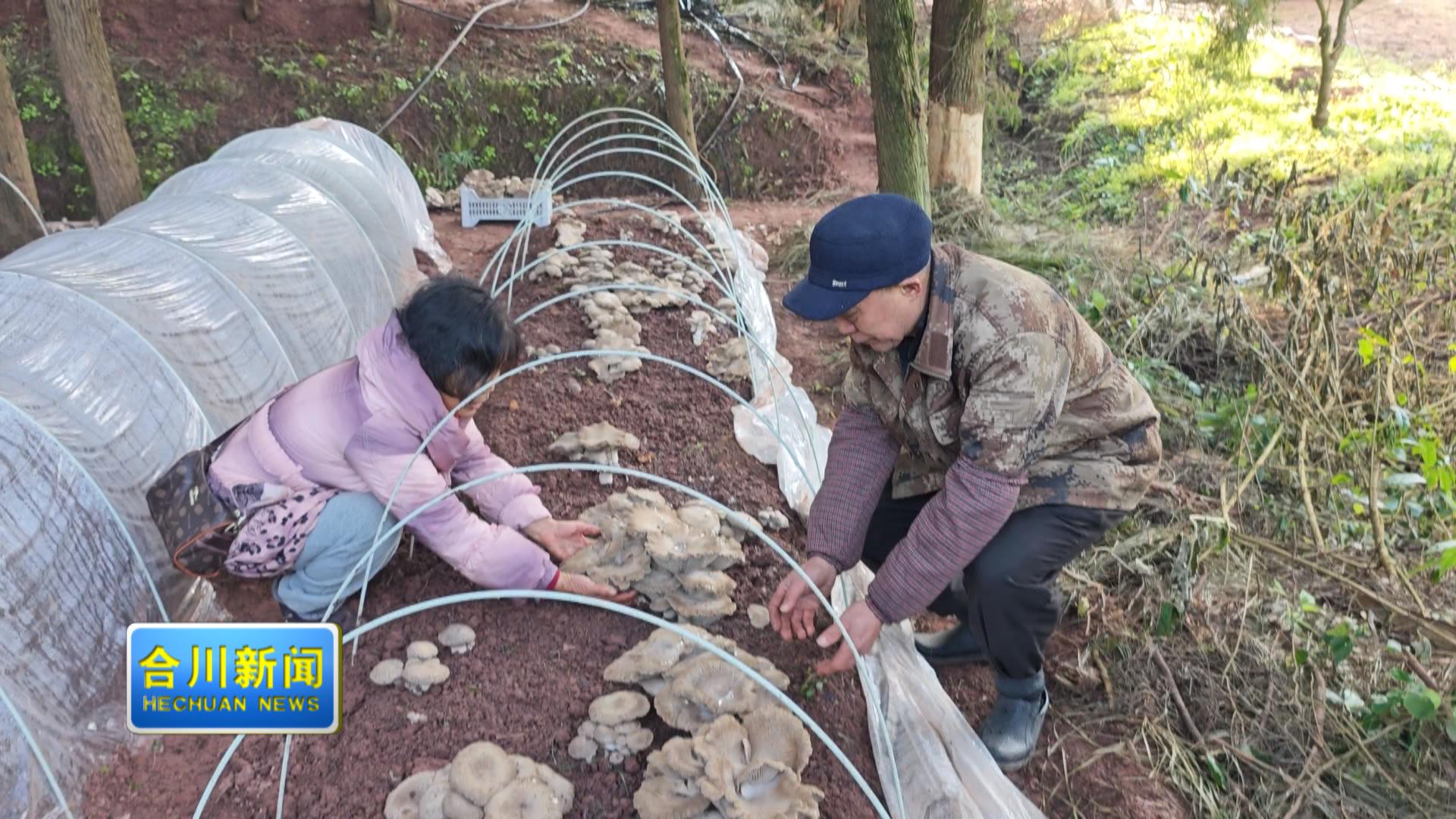 光伏板下生“金菇” 隆兴镇立体农业绘振兴图景