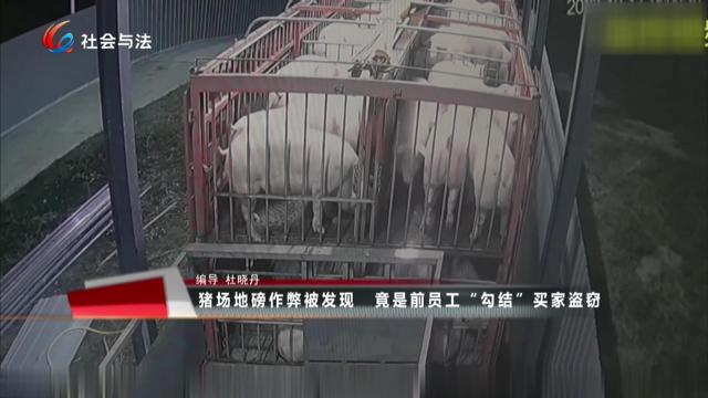 猪场地磅作弊被发现 竟是前员工“勾结”买家盗窃