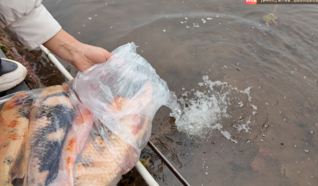 大足：海棠湖畔添新景 千尾锦鲤迎新年 