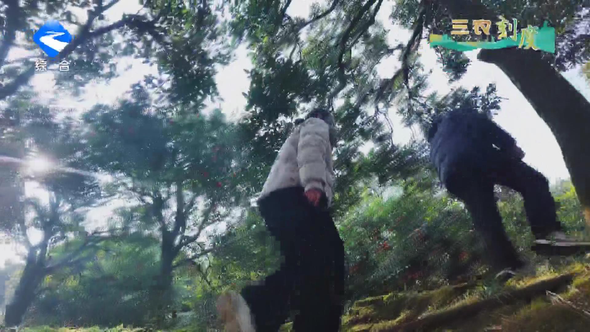 【三农刻度】万州古红桔新品种“红袍晚桔”选育成功