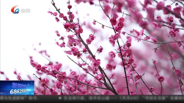 永川：红梅绽放冬意浓 花海引得游人来