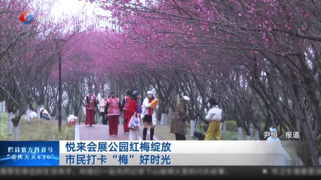 悦来会展公园红梅绽放 市民打卡“梅”好时光