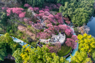 冬日限定浪漫！彩云湖梅花进入“粉色仙境”模式