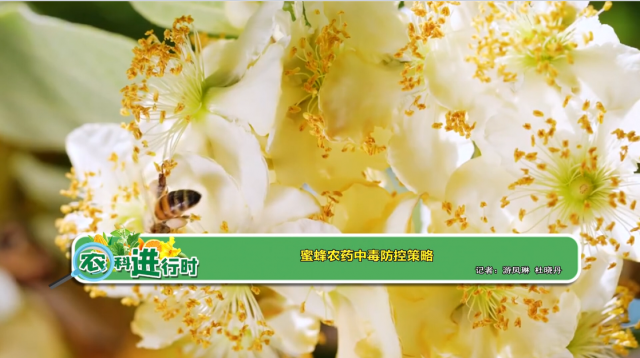 【农科进行时】蜜蜂农药中毒防控策略