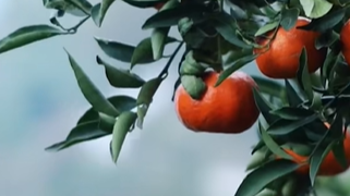 一根产业链上的生态辩证法