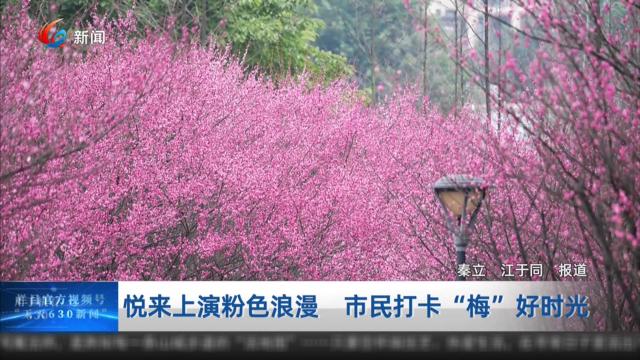 悦来上演粉色浪漫 市民打卡“梅”好时光