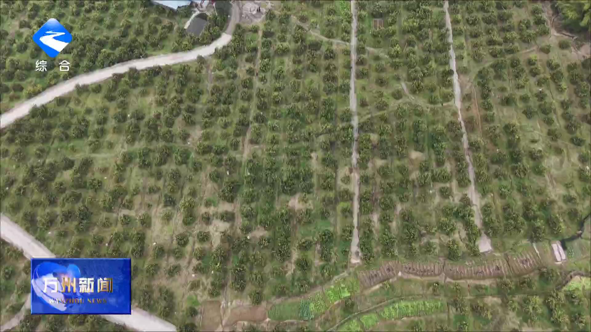 万州15万亩玫瑰香橙丰收 畅销国内外市场