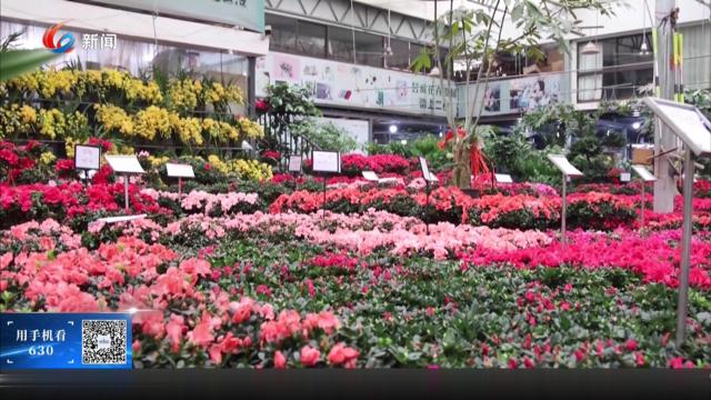 花香迎新春 望海花都开门红