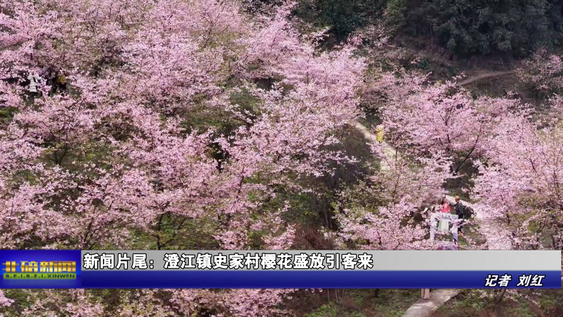 新闻片尾：澄江镇史家村樱花盛放引客来