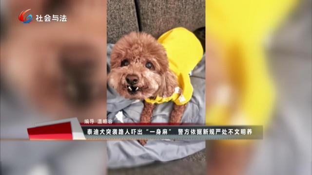 泰迪犬突袭路人吓出“一身麻” 警方依据新规严处不文明养