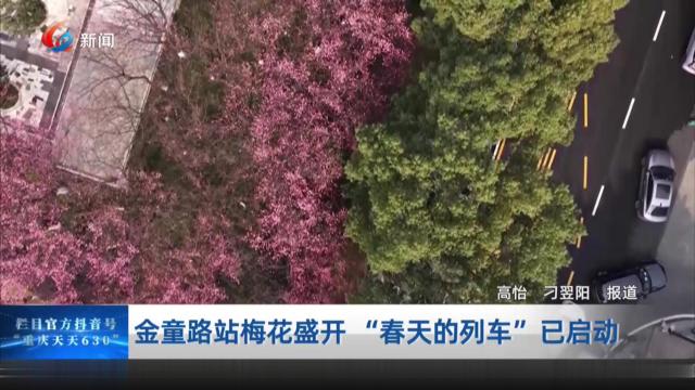 金童路站梅花盛开 “春天的列车”已启动