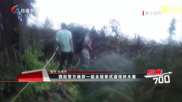 酉阳警方破获一起全链条式盗伐林木案