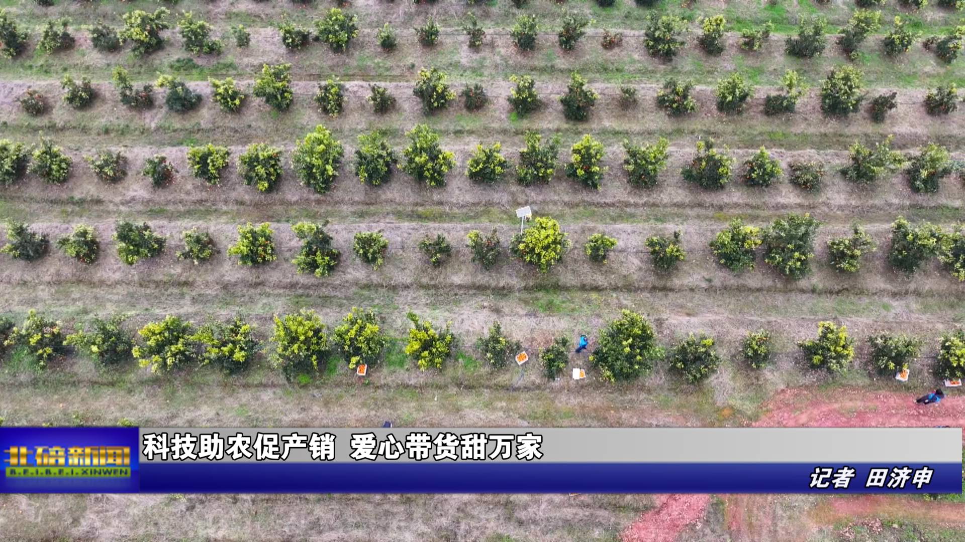 科技助农促产销 爱心带货甜万家