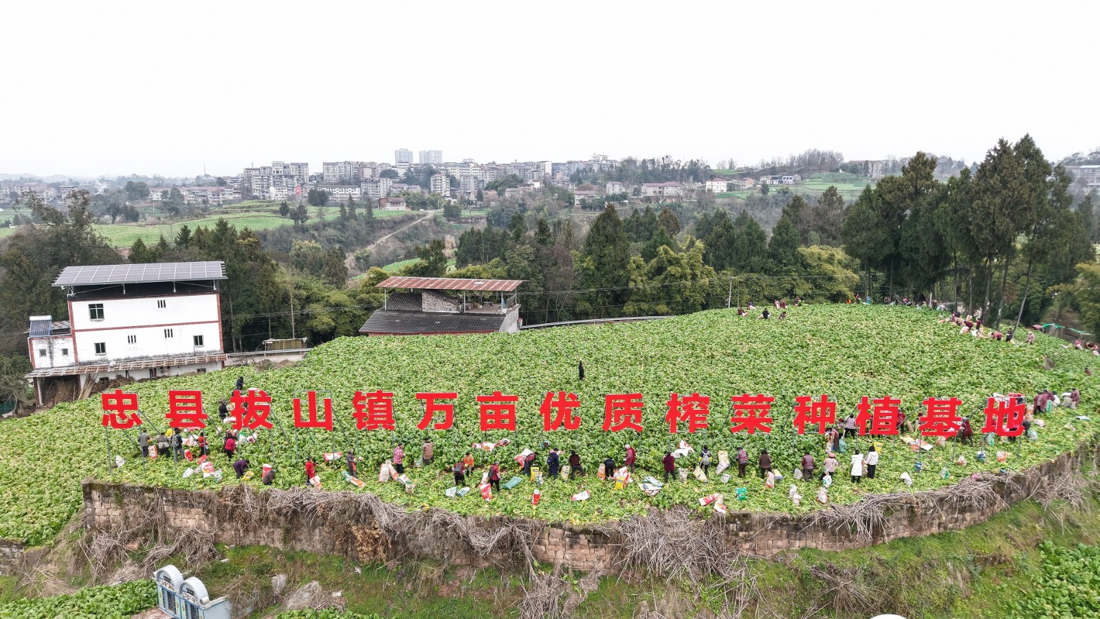 忠县拔山镇万亩优质榨菜种植基地。拔山镇龙山村供图.jpg