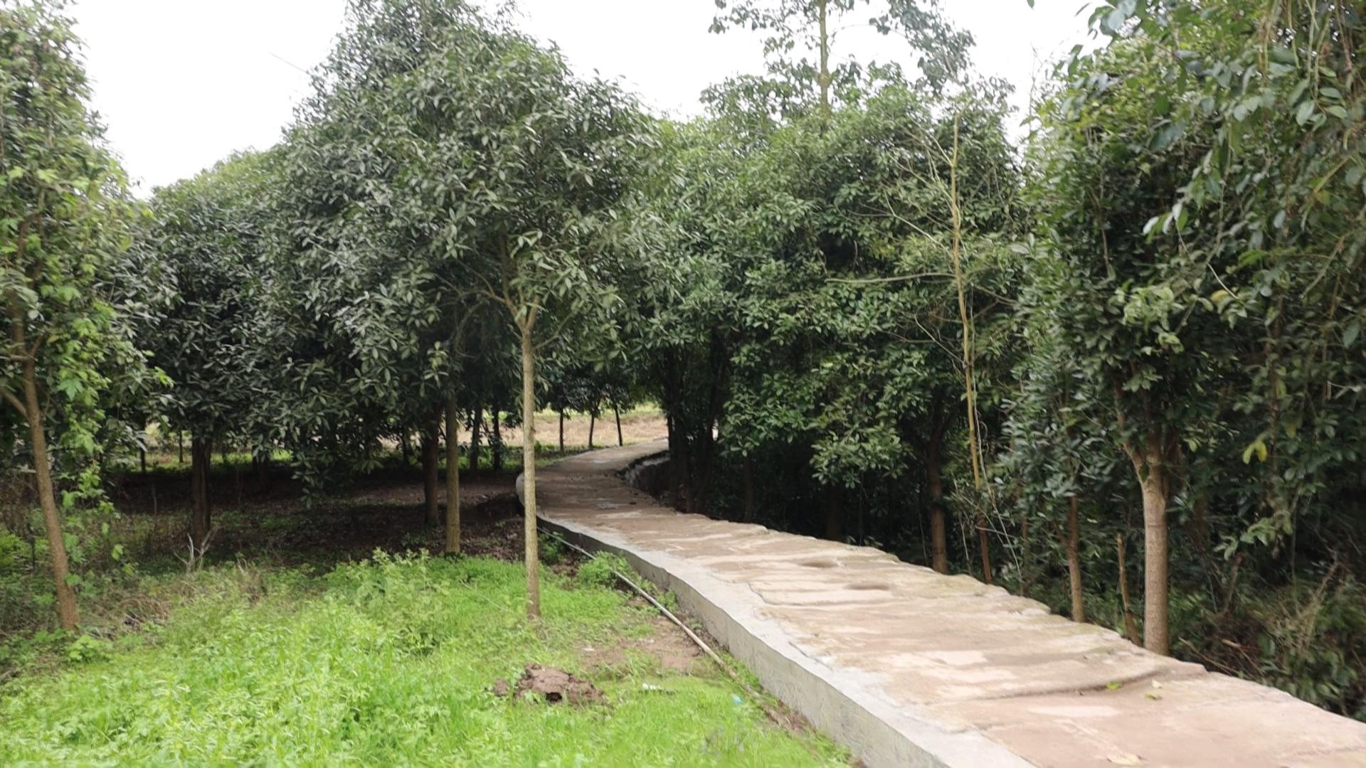 今日关注·回音：修复石板路  乡村“颜值”百姓幸福双提升