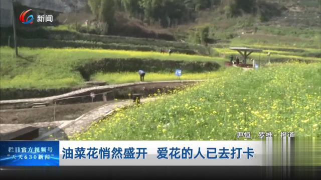 油菜花悄然盛开 爱花的人已去打卡