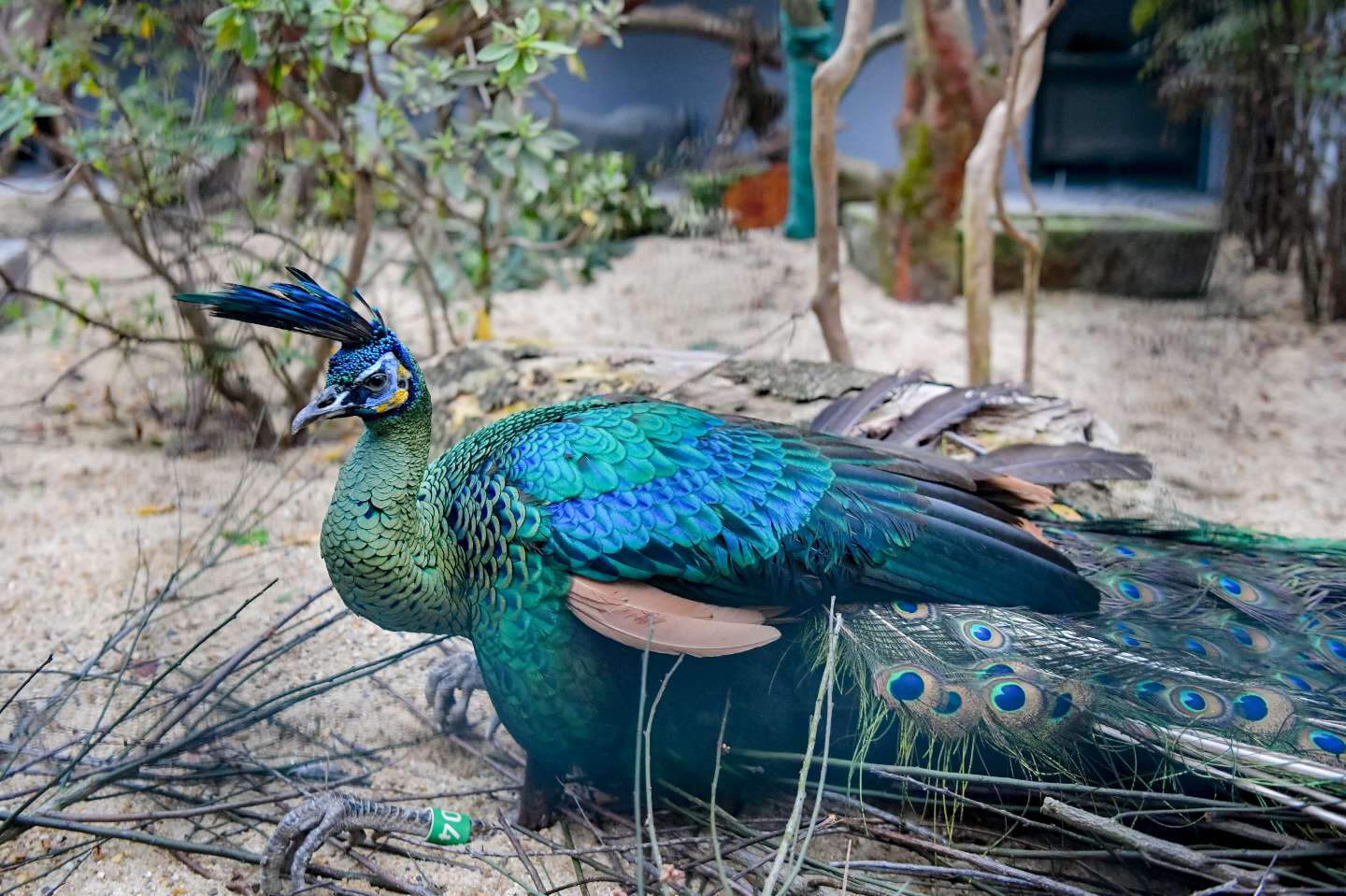 边二   绿孔雀在“新家”休息。记者 曹鸣鸥 摄.jpeg