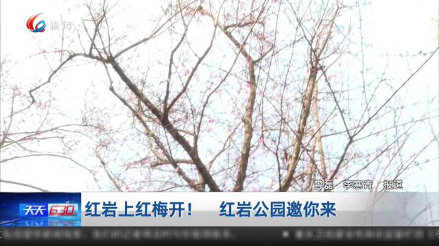红岩上红梅开！ 红岩公园邀你来