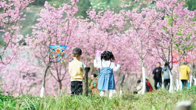 綦江：樱花如约 春色倾城