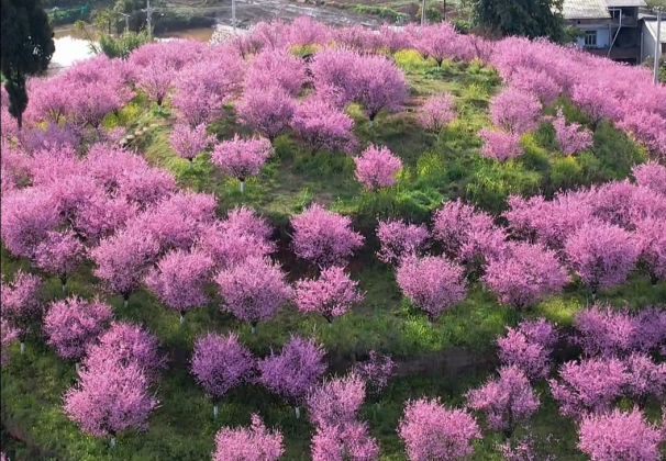 重庆铜梁：西郊花开 春色正好