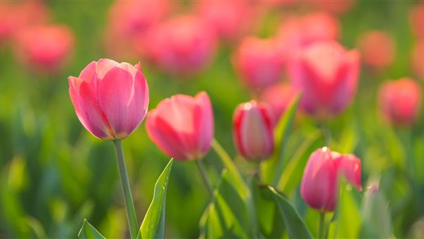 60万株郁金香绽放 垫江牡丹樱花世界“浪漫来袭”