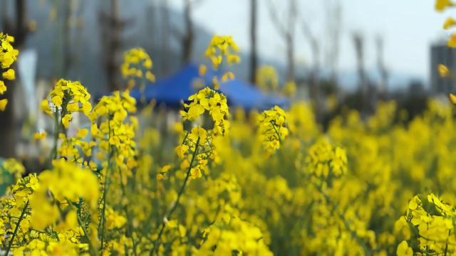 油菜迎春开 春意日渐浓