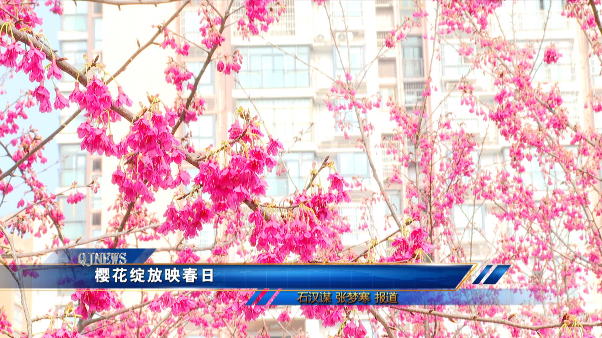 樱花绽放映春日