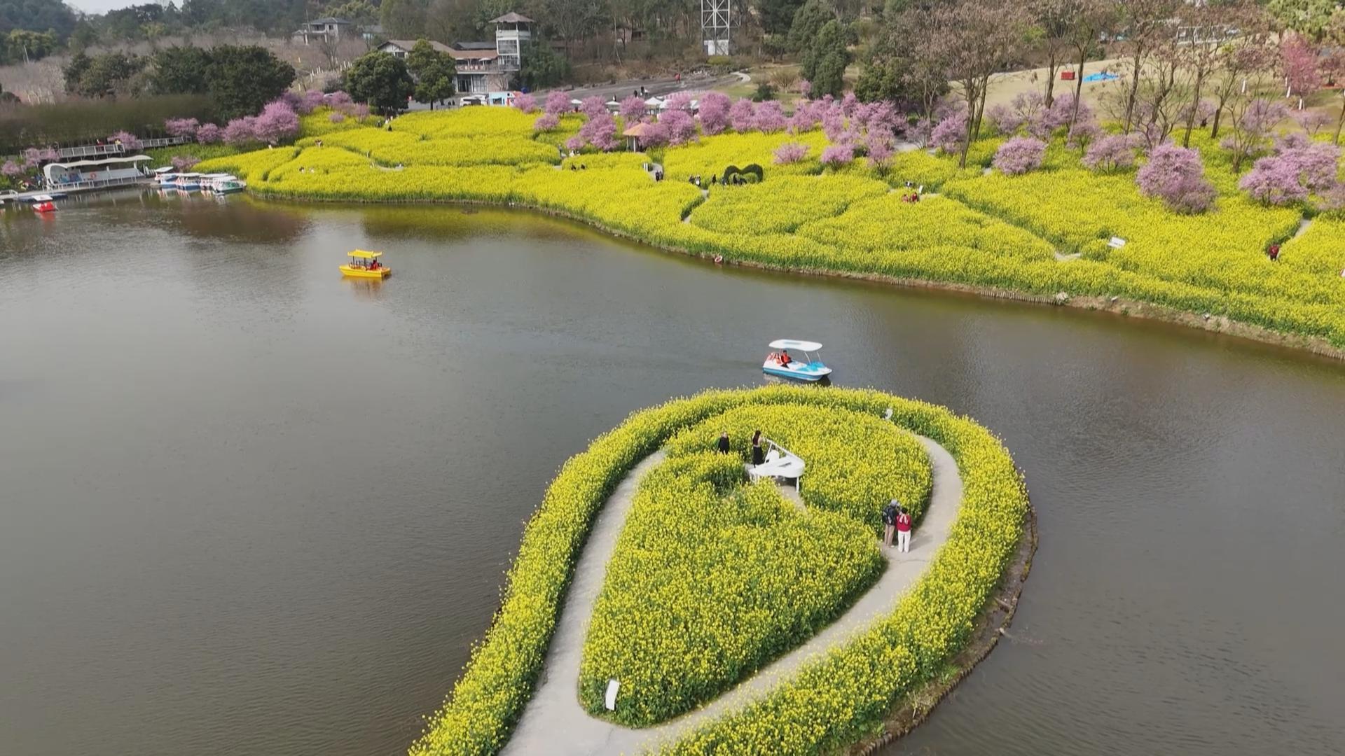 粉黄相映春意浓 云林天乡游客增长50%