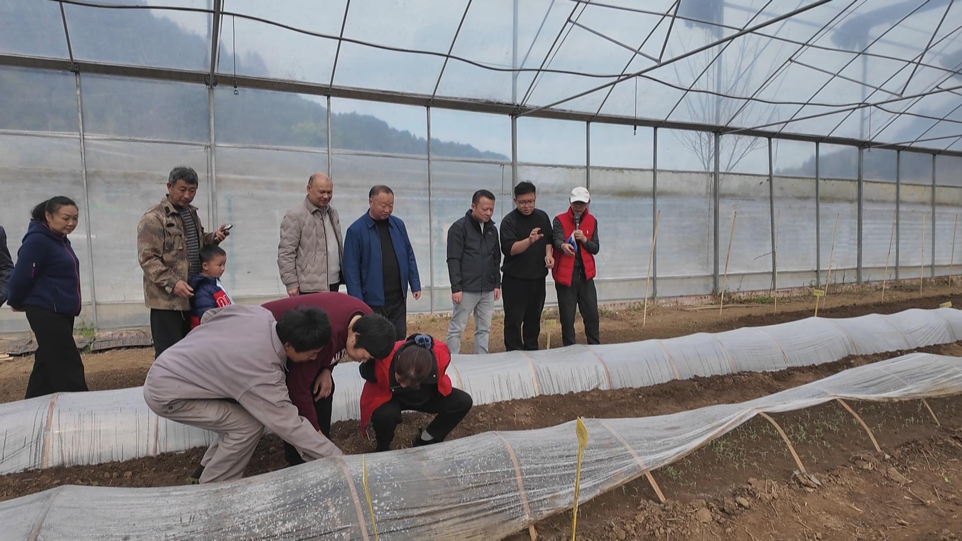 黄金林村引入“酵素农耕” 探索生态种植新路径