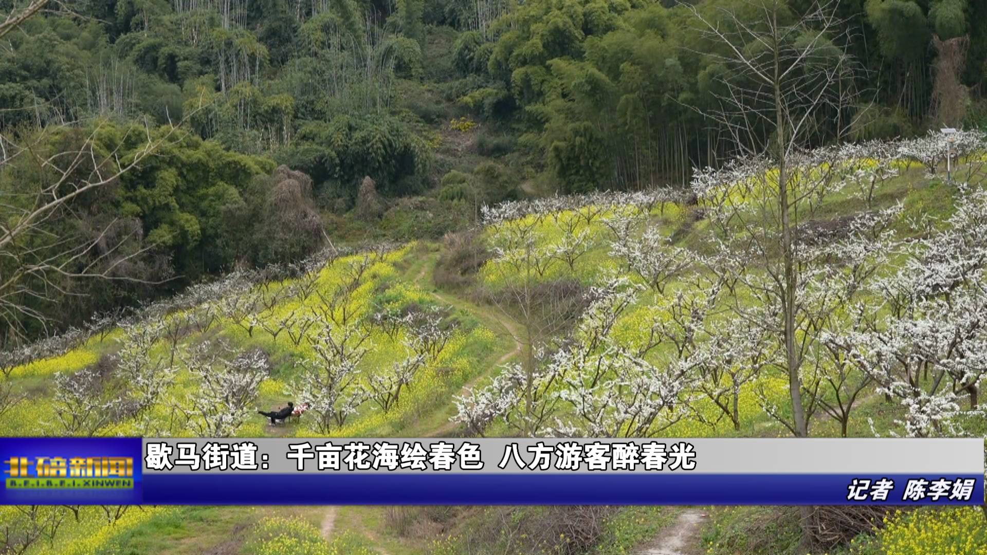 歇马街道：千亩花海绘春色 八方游客醉春光