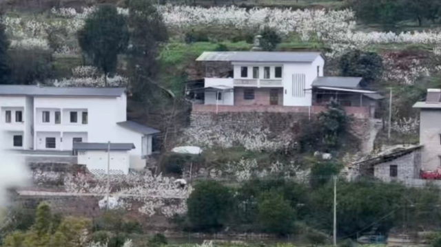 万州区熊家镇红星村千亩樱桃花迎春绽放 快来打卡