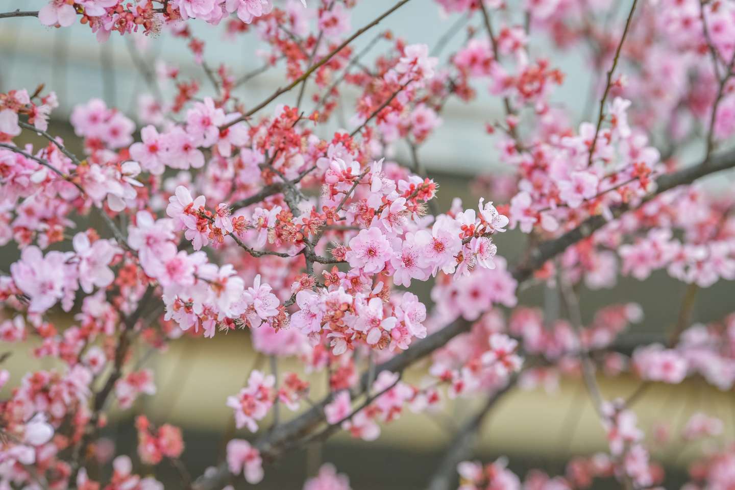  谢家湾跨线桥。 (3).jpeg