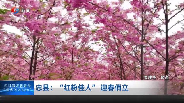 忠县：“红粉佳人” 迎春俏立