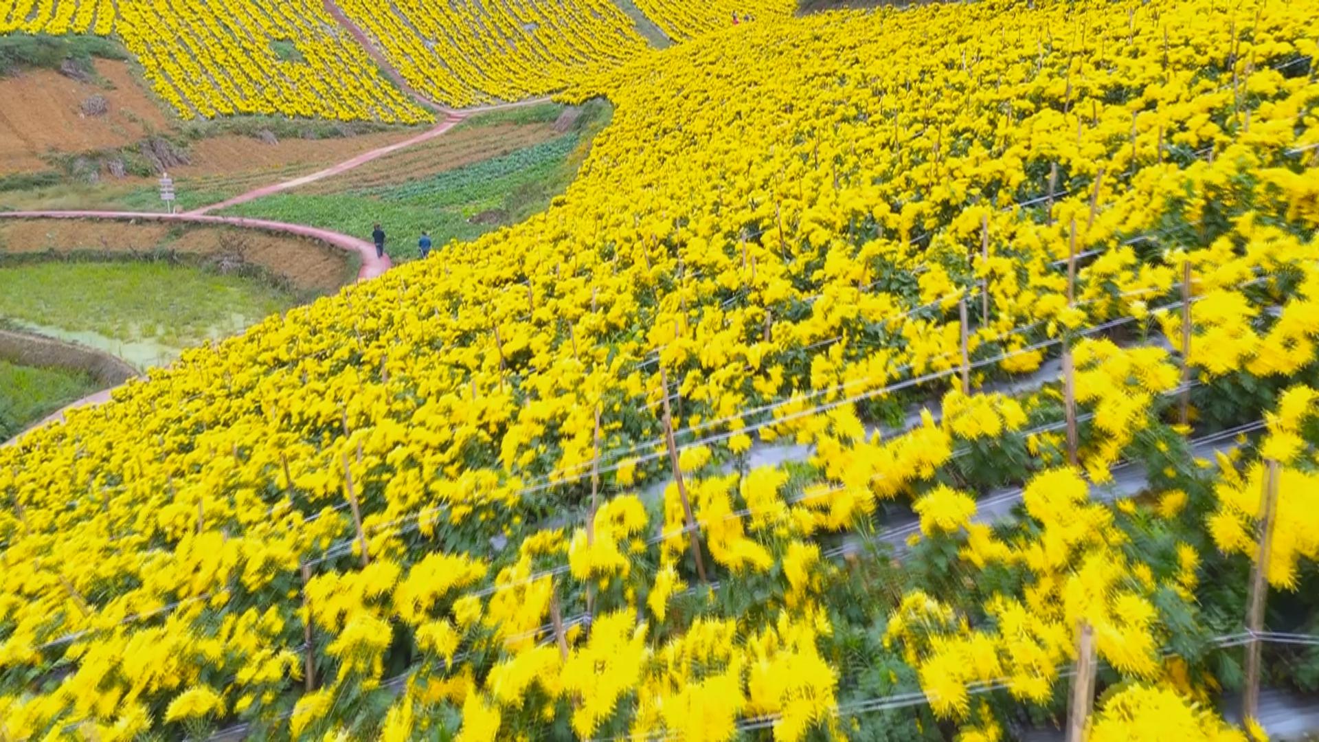 “巴南·下午茶 我们这五年”系列报道 第三期《黄金林村的“黄金”》