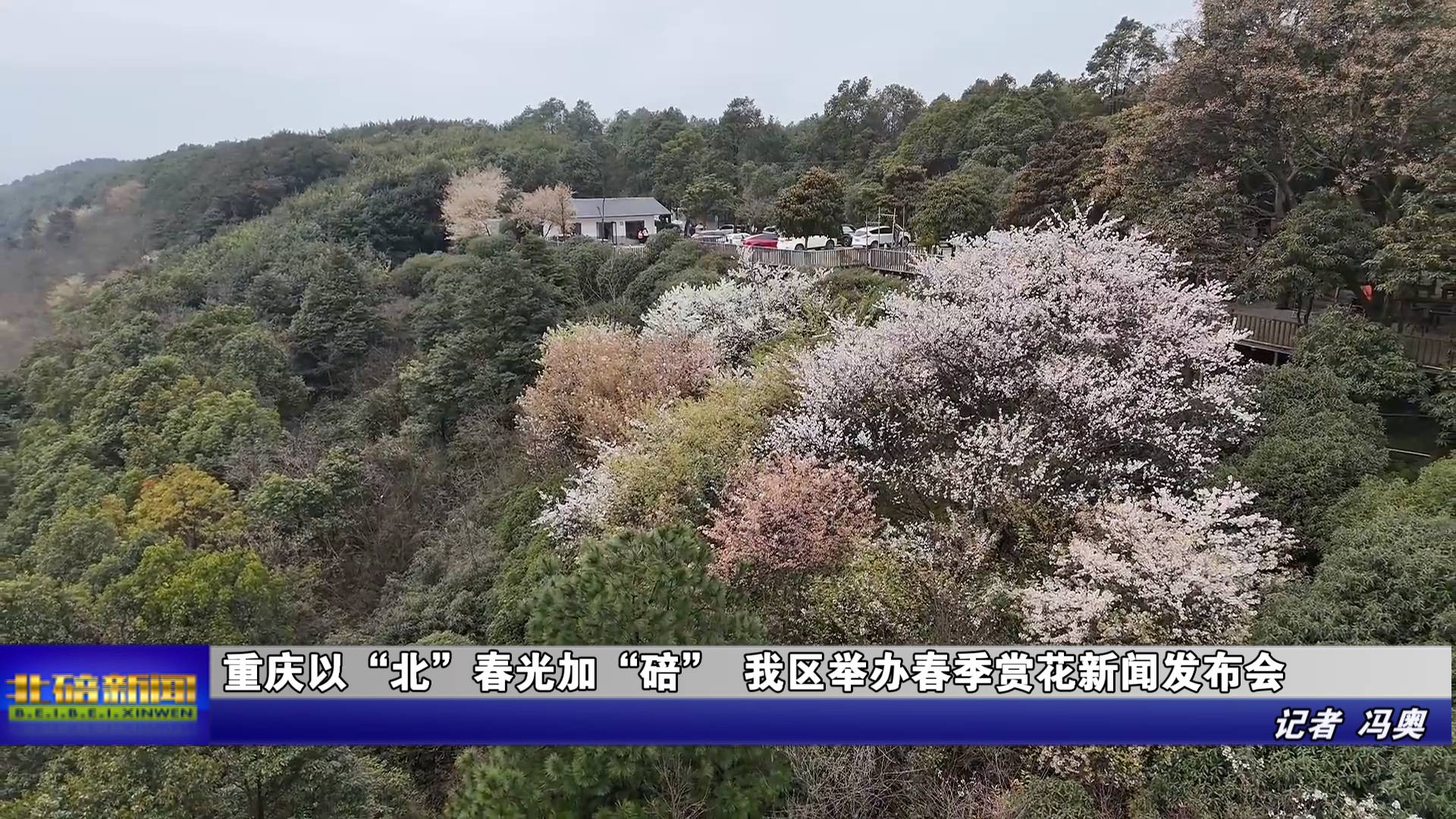 重庆以“北”春光加“碚” ​我区举办春季赏花新闻发布会