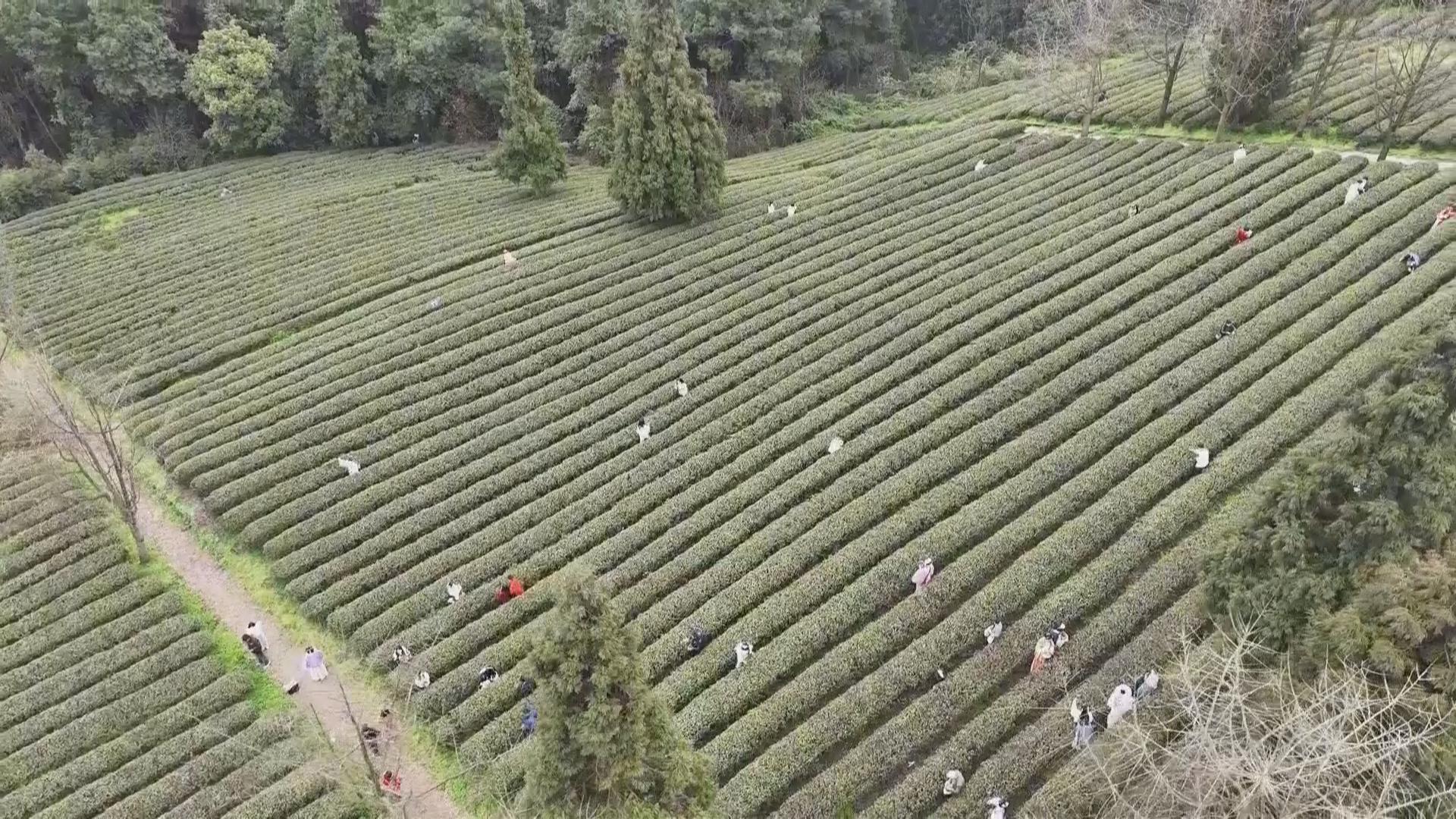 2026年定心采茶节启幕 巴南邀您共品春茶赏春光