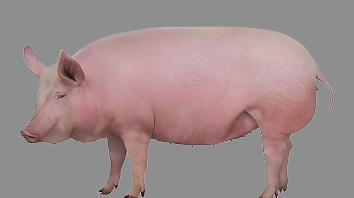 【农技慕课】种母猪外貌评估技术要点