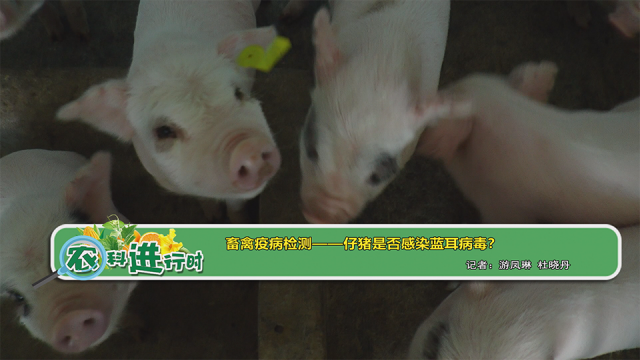 【农科进行时】畜禽疫病检测——仔猪是否感染蓝耳病毒？