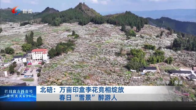 北碚：万亩印盒李花竞相绽放 春日“雪景”醉游人