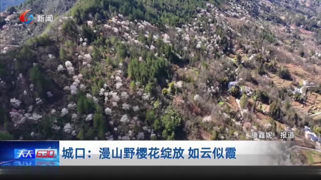 城口：漫山野樱花绽放 如云似霞