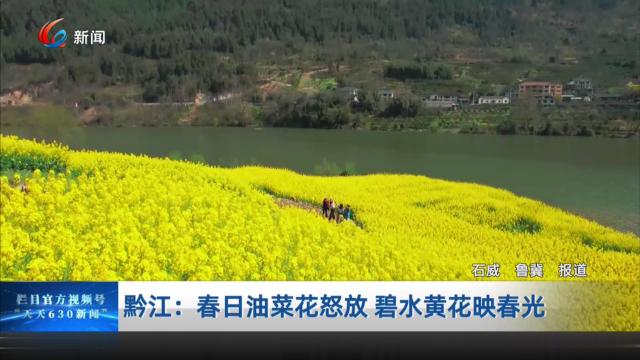 黔江：春日油菜花怒放 碧水黄花映春光