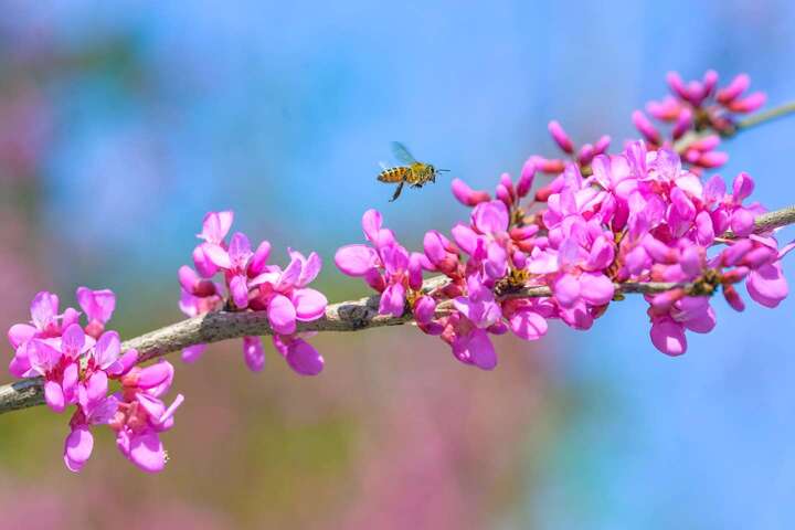 紫荆满树，引来蜜蜂在花间飞舞。.jpeg