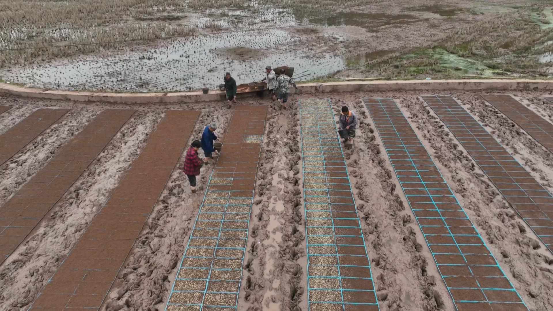 21万亩水稻播种下地  春耕春播按下“快进键”