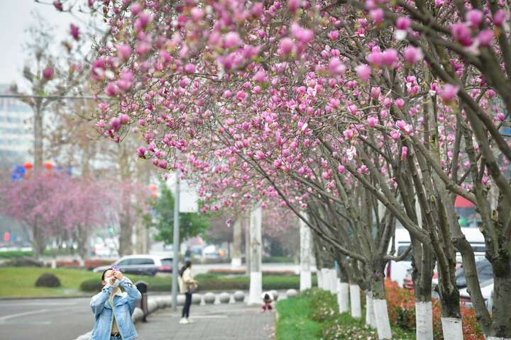 迎宾大道旁的玉兰盛开，行人徜徉在“粉紫海洋”里。.jpeg