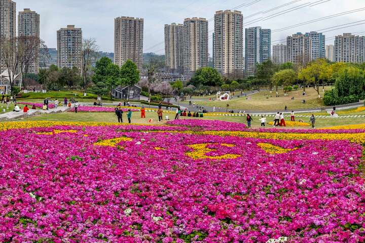 幸福公园盛开的报春花海，引来许多游人共赏。.jpeg