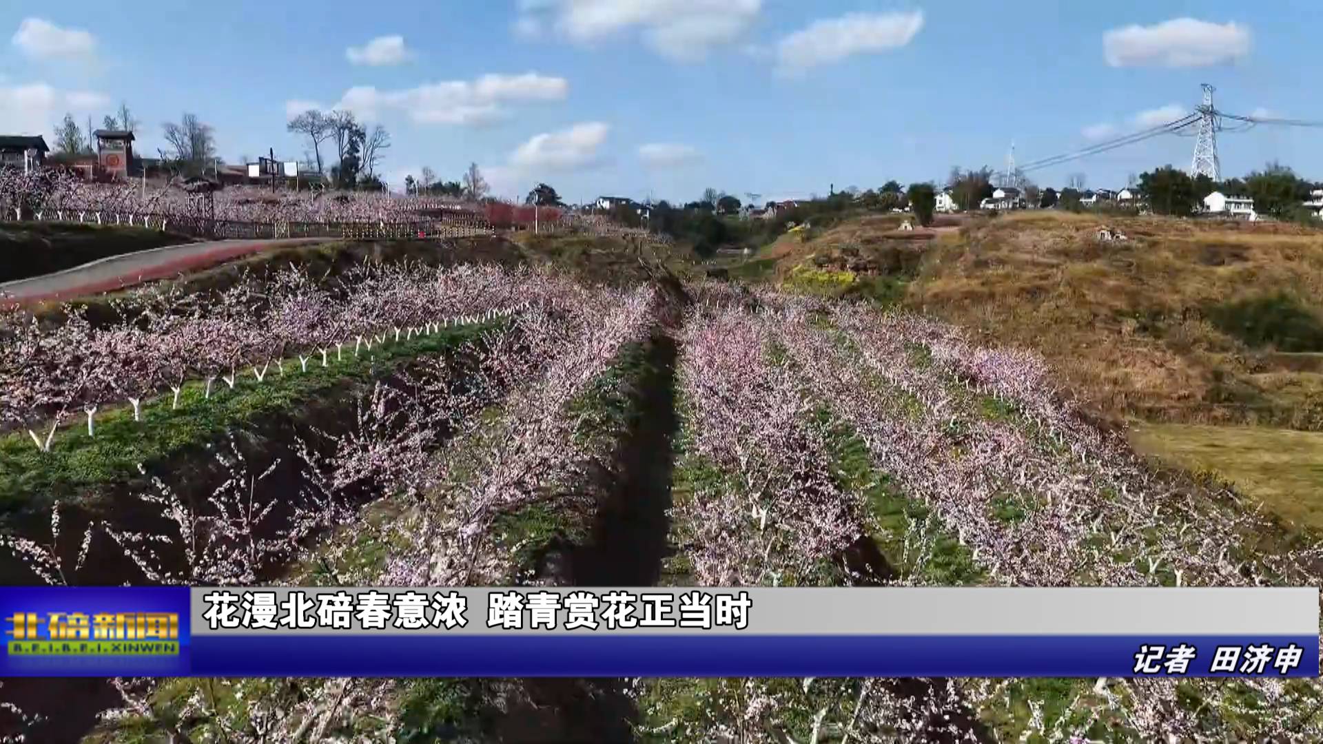 花漫北碚春意浓 踏青赏花正当时