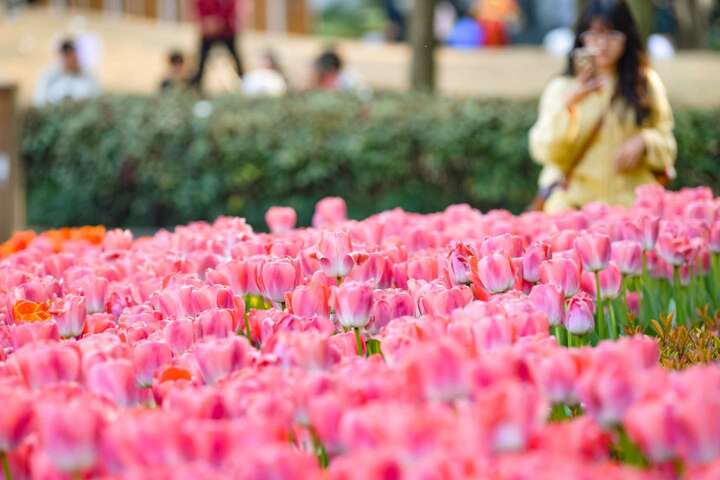 重庆动物园的郁金香盛开，游客在粉色郁金香旁欣赏拍照。.jpeg