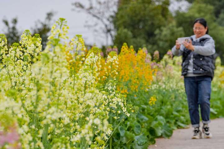 西彭镇新民村600 亩五彩油菜花迎来盛花期，游客穿行其间，赏花休闲。.jpeg
