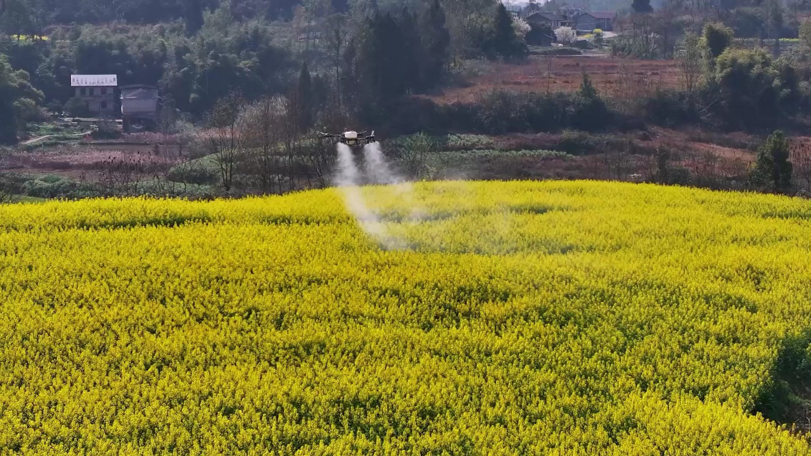 无人机自动喷施药剂。拍摄：吴建华.jpg