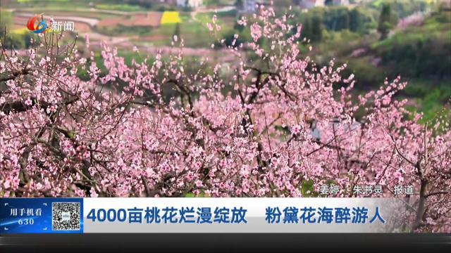 4000亩桃花烂漫绽放 粉黛花海醉游人